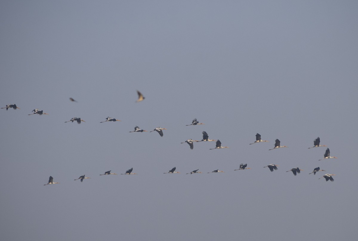 Painted Stork - ML292955131