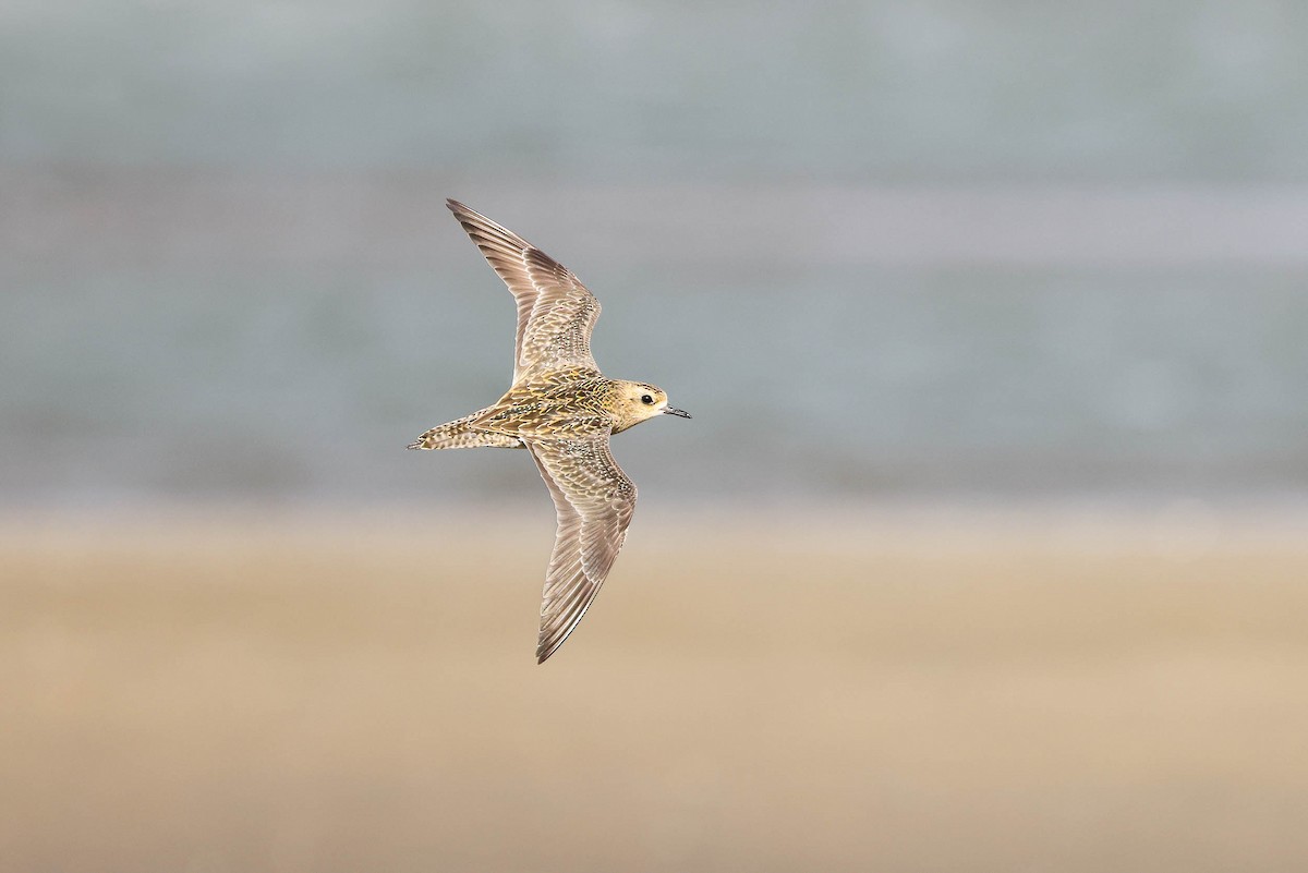 Pacific Golden-Plover - ML292957411