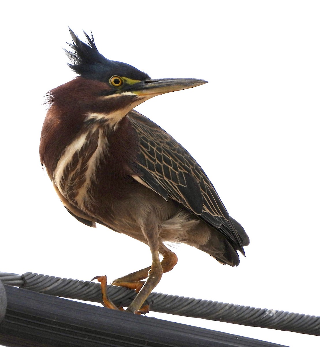 Green Heron - ML292958591