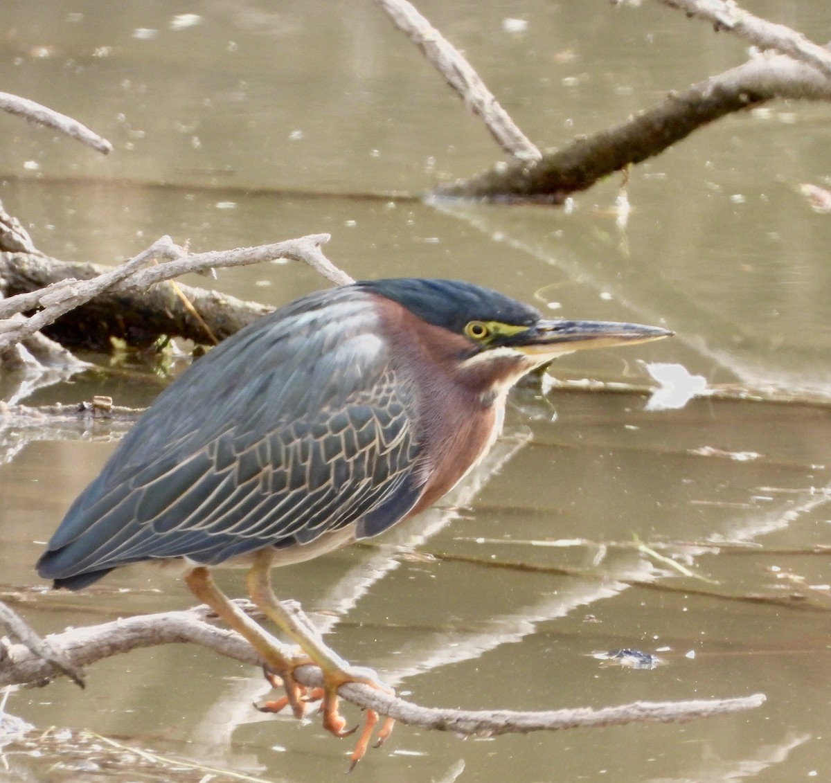 Green Heron - ML292958651