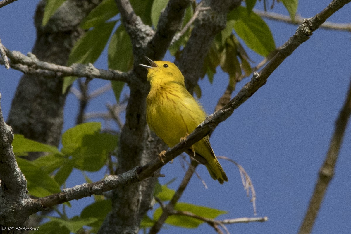 Yellow Warbler - Kent McFarland