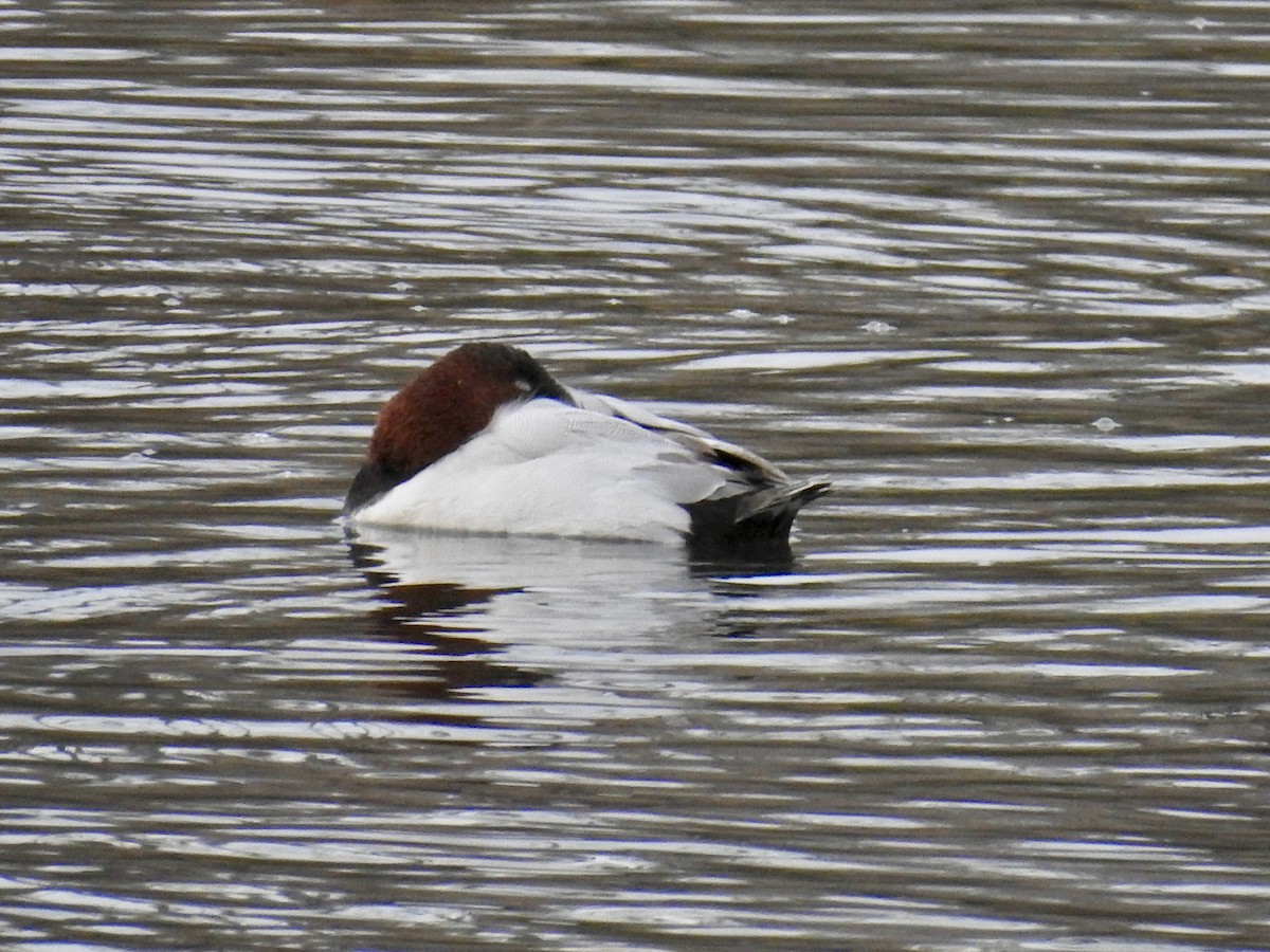 Canvasback - ML292959471