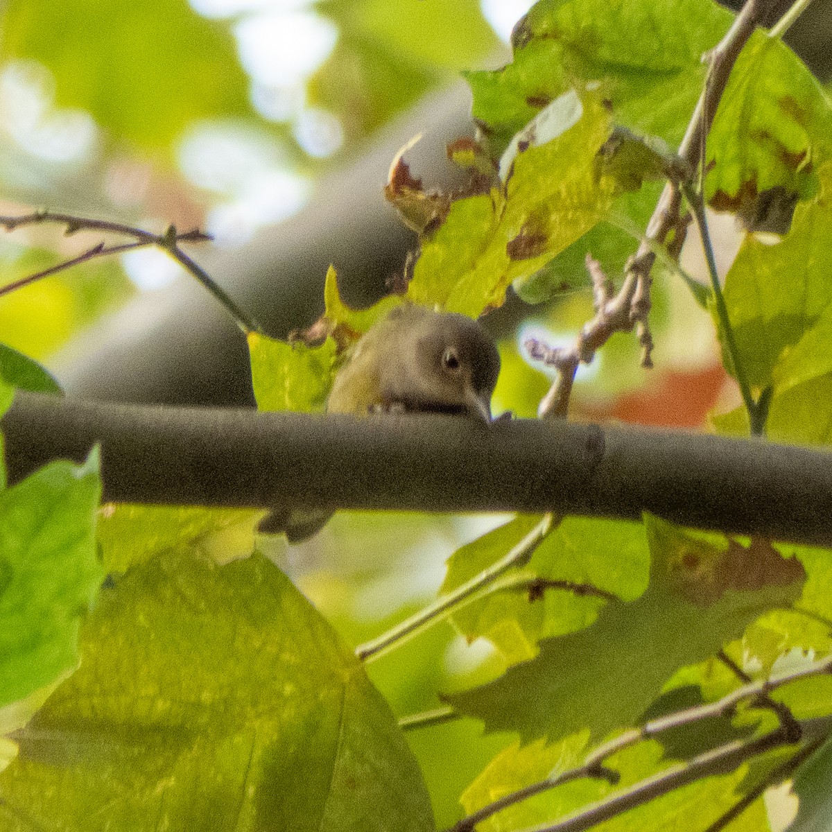 Connecticut Warbler - ML292960011