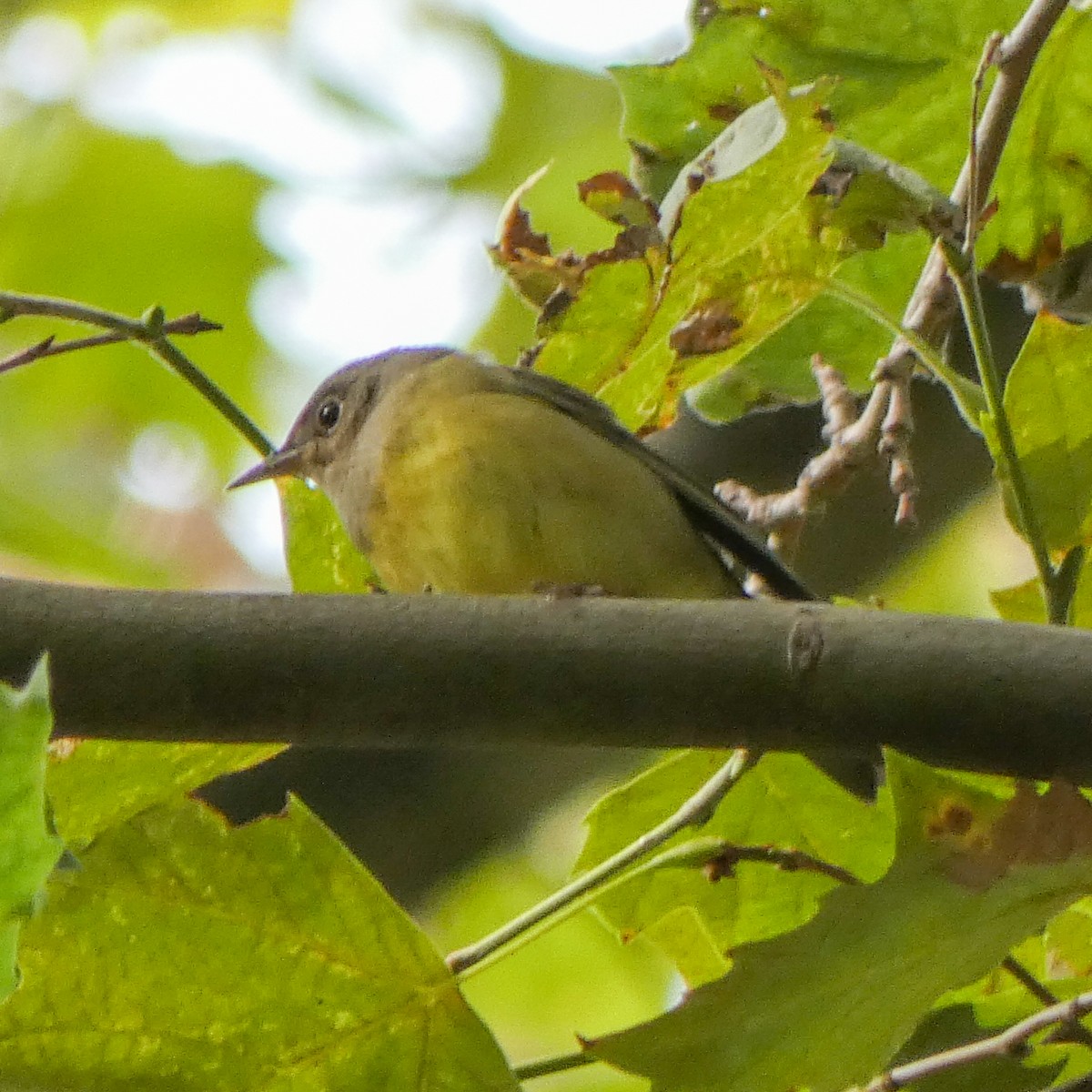 Connecticut Warbler - ML292960021