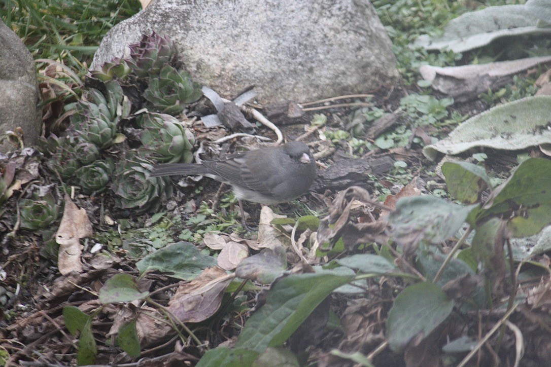 Dark-eyed Junco (Slate-colored) - ML292960441