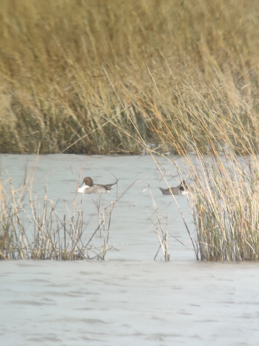 Northern Pintail - Clayton leopold