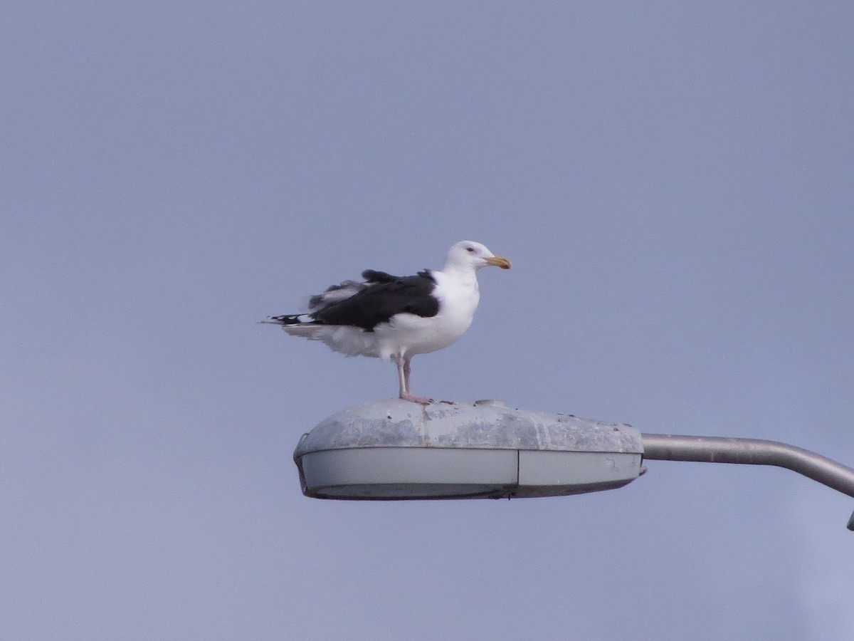 Great Black-backed Gull - ML292962361