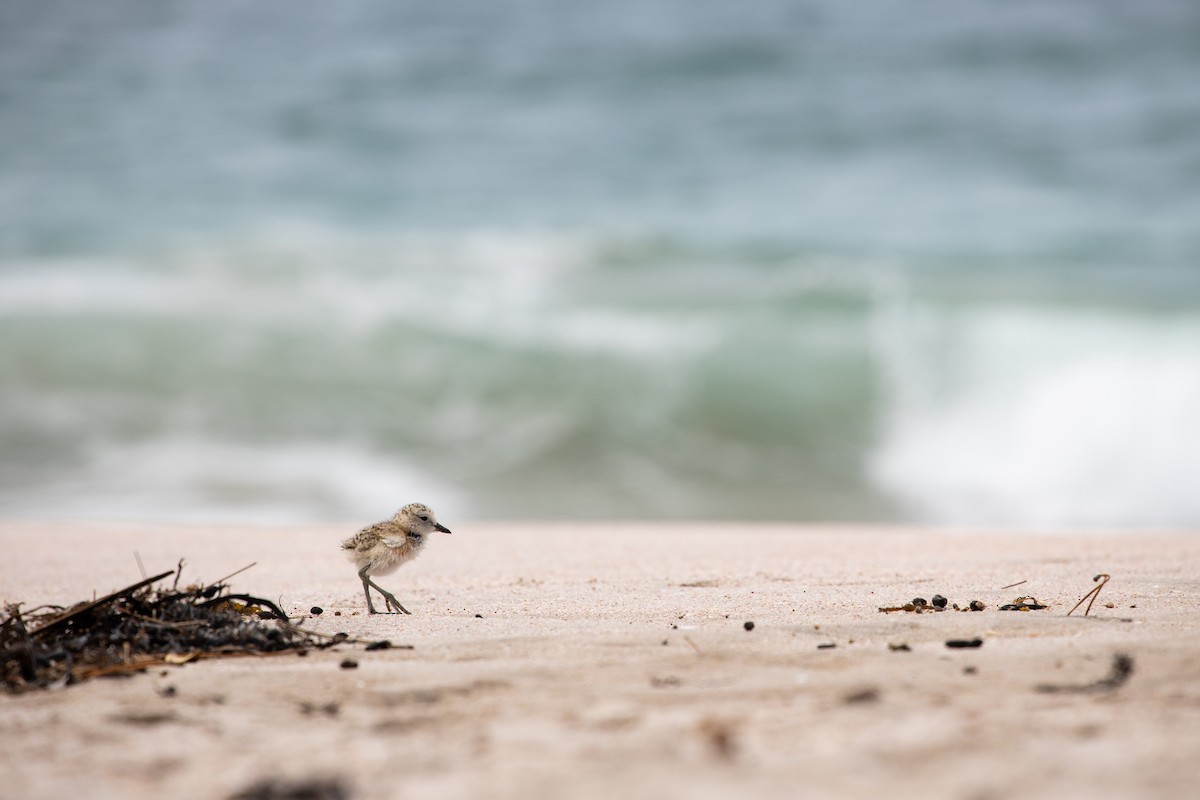 Red-breasted Dotterel - Dan Burgin