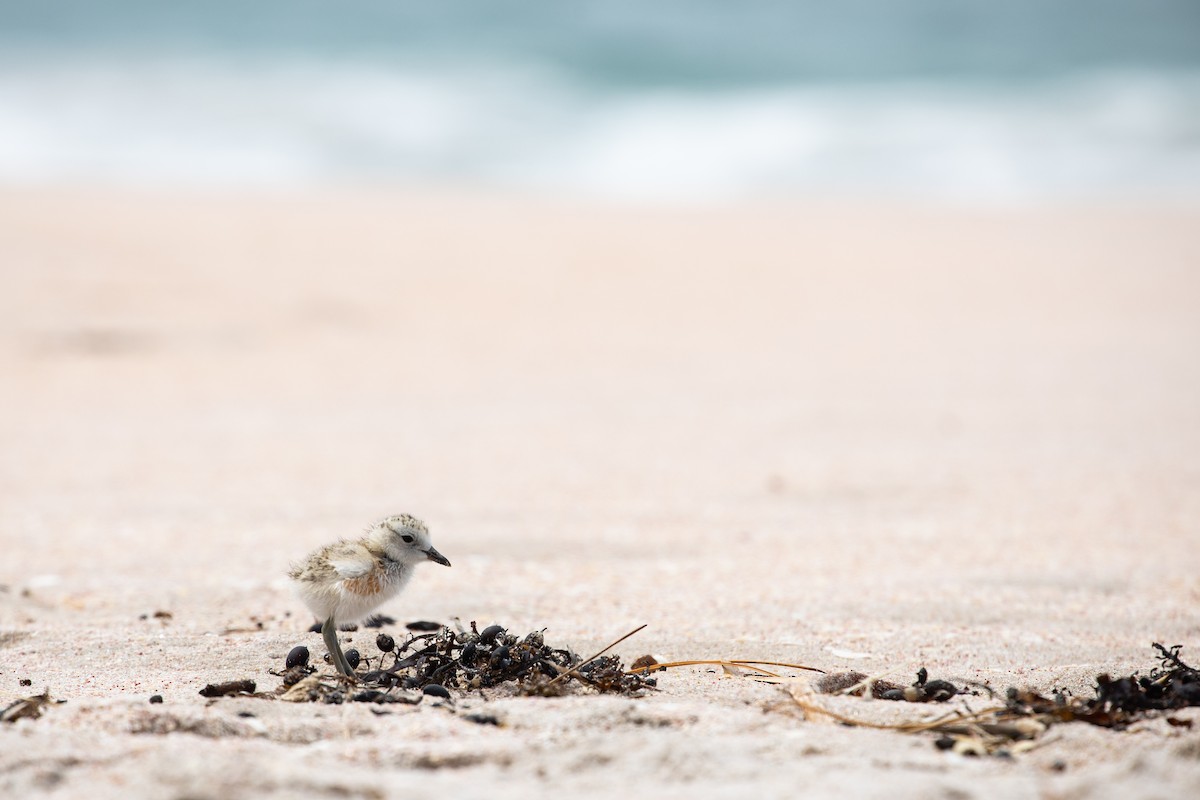 Red-breasted Dotterel - ML292962731