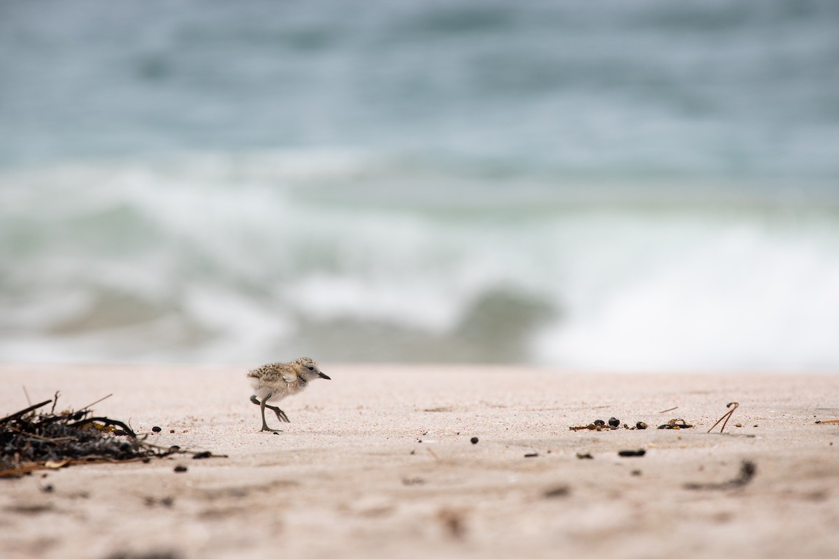 Red-breasted Dotterel - ML292962801