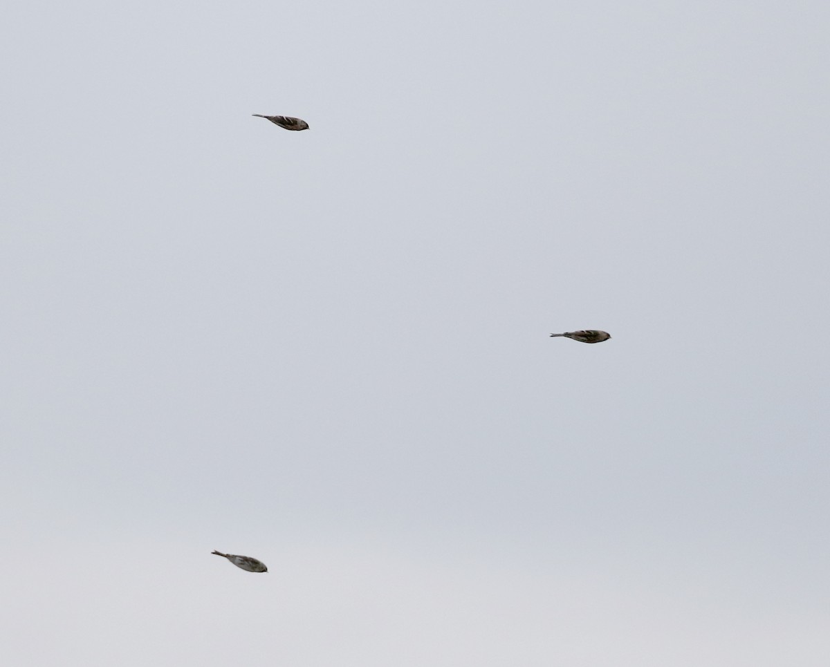 Common Redpoll (flammea) - ML292963321