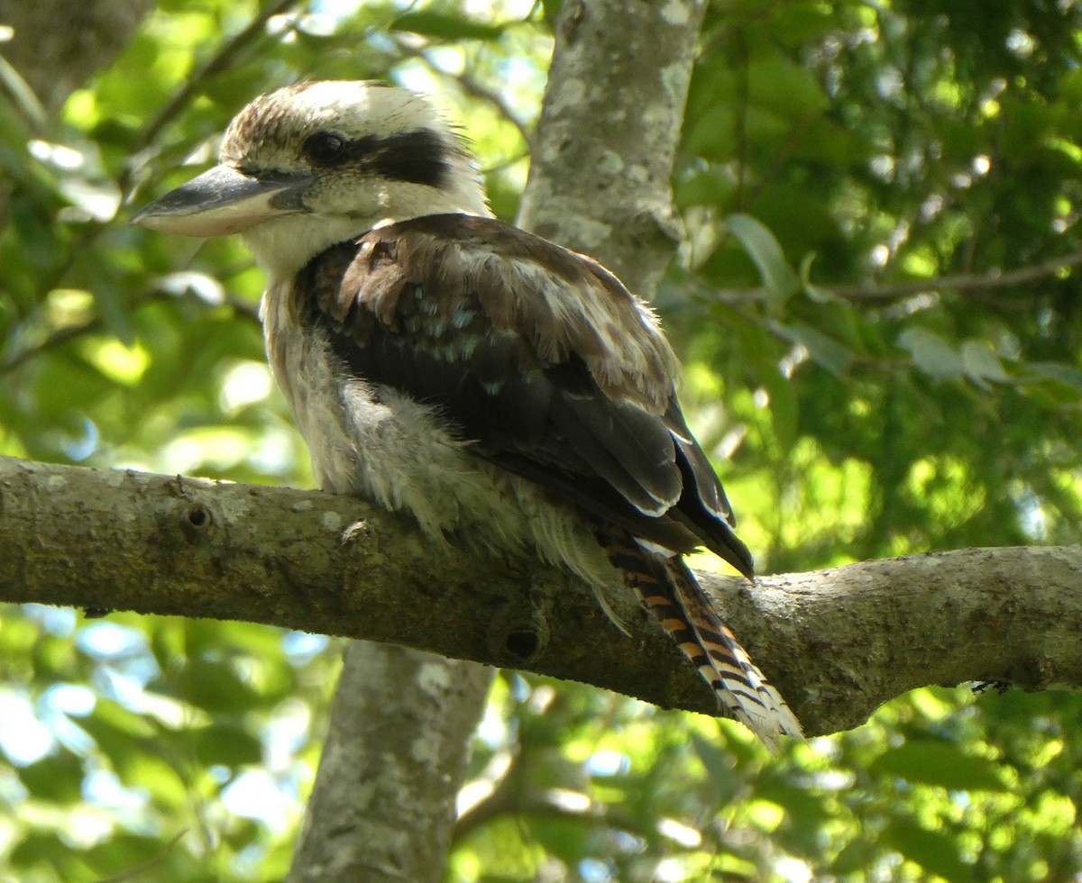 Laughing Kookaburra - ML292963531