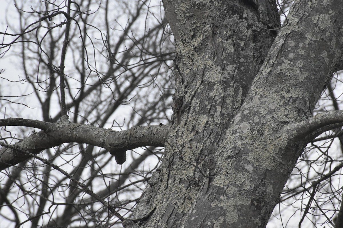 Brown Creeper - ML292964411