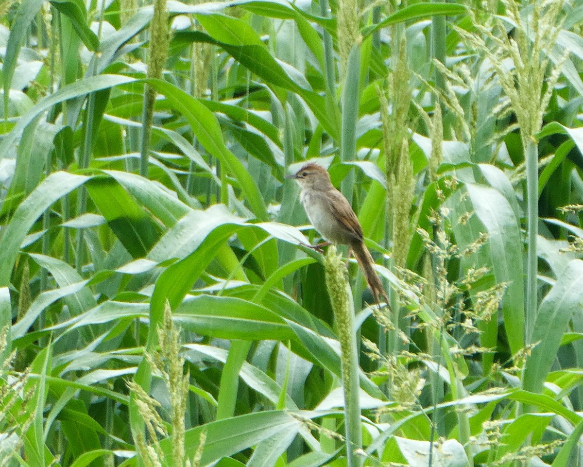 Tawny Grassbird - Paul Dobbie