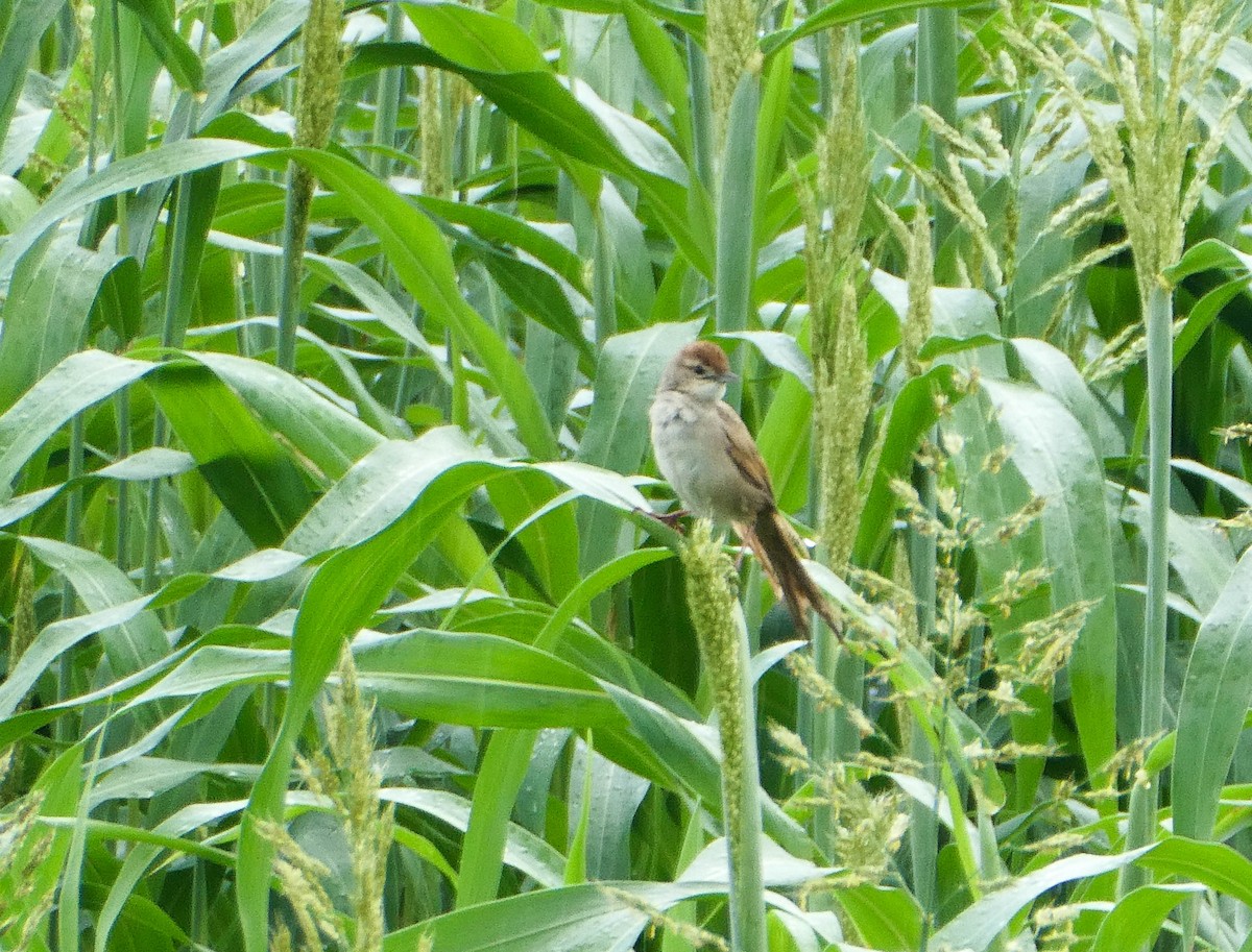 Tawny Grassbird - ML292964511