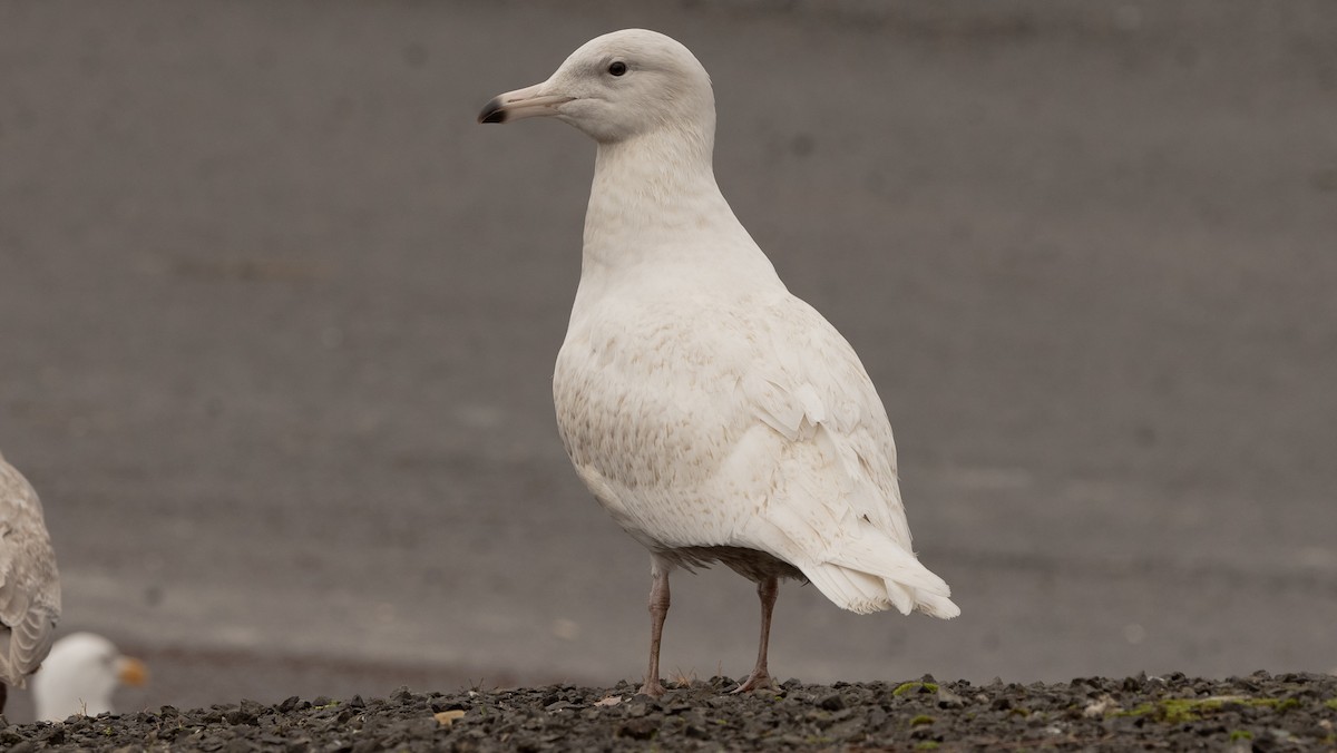 Glaucous Gull - ML292966771