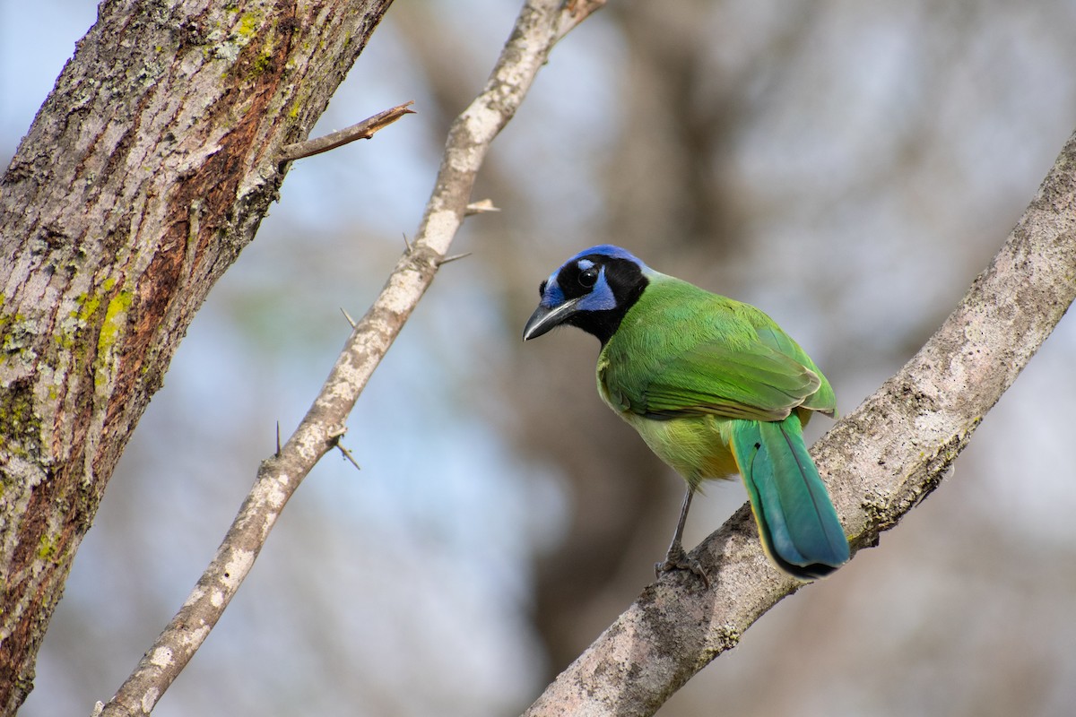 Green Jay - Danny Tipton