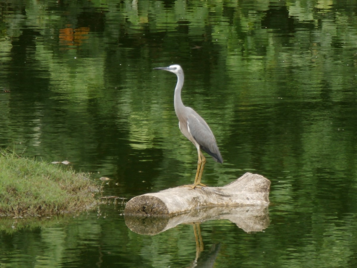 White-faced Heron - ML292967801