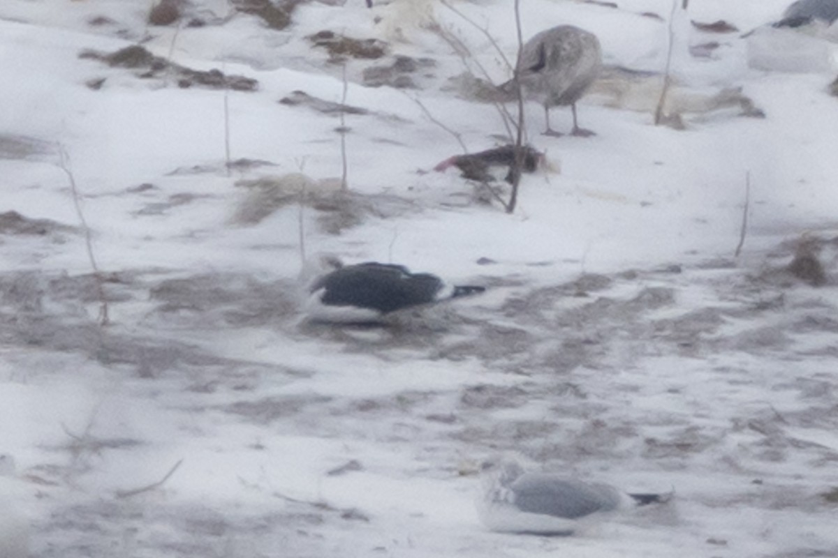 Lesser Black-backed Gull - ML292968911