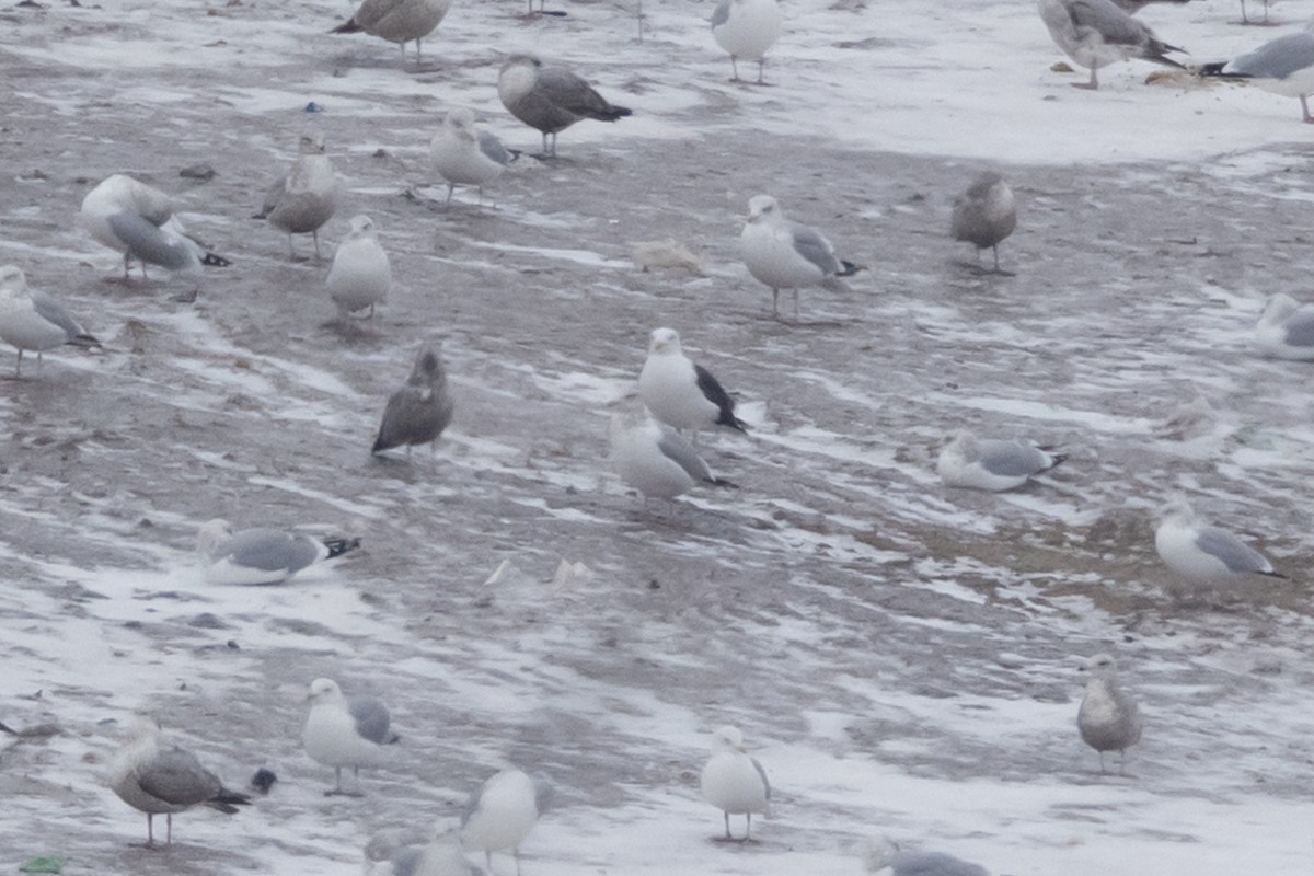 Great Black-backed Gull - County Lister Brendan