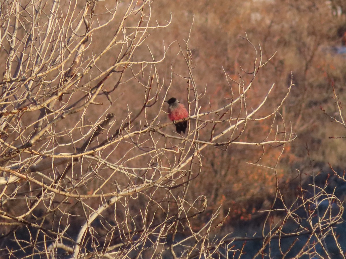 Lewis's Woodpecker - ML292969781