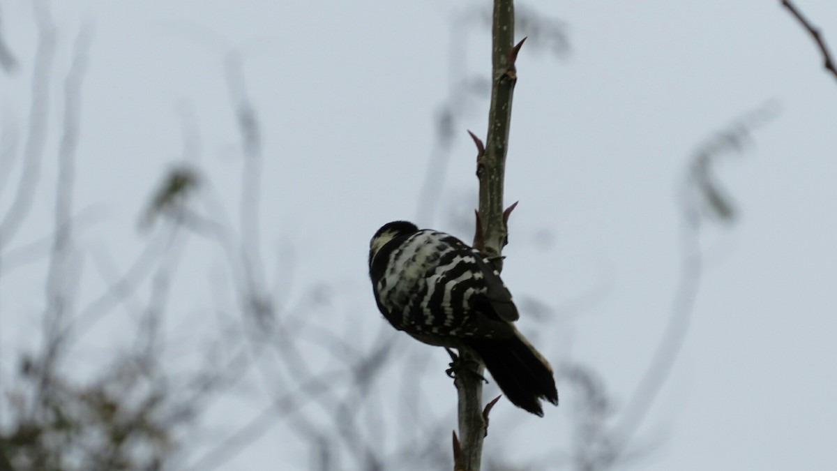 Lesser Spotted Woodpecker - ML292970701