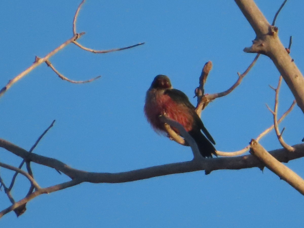 Lewis's Woodpecker - ML292971101