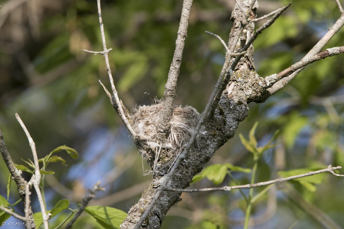 Least Flycatcher - Kent McFarland