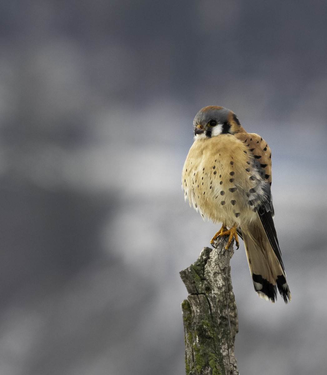 American Kestrel - ML292972041