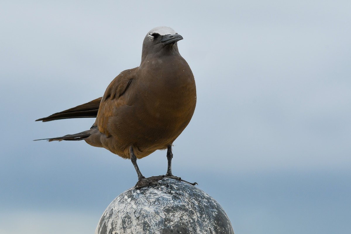 Brown Noddy - Terence Alexander