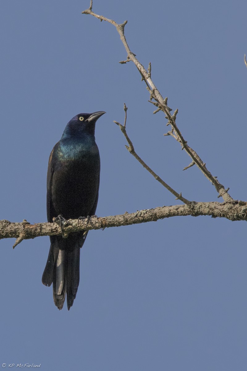 Common Grackle - ML29297251