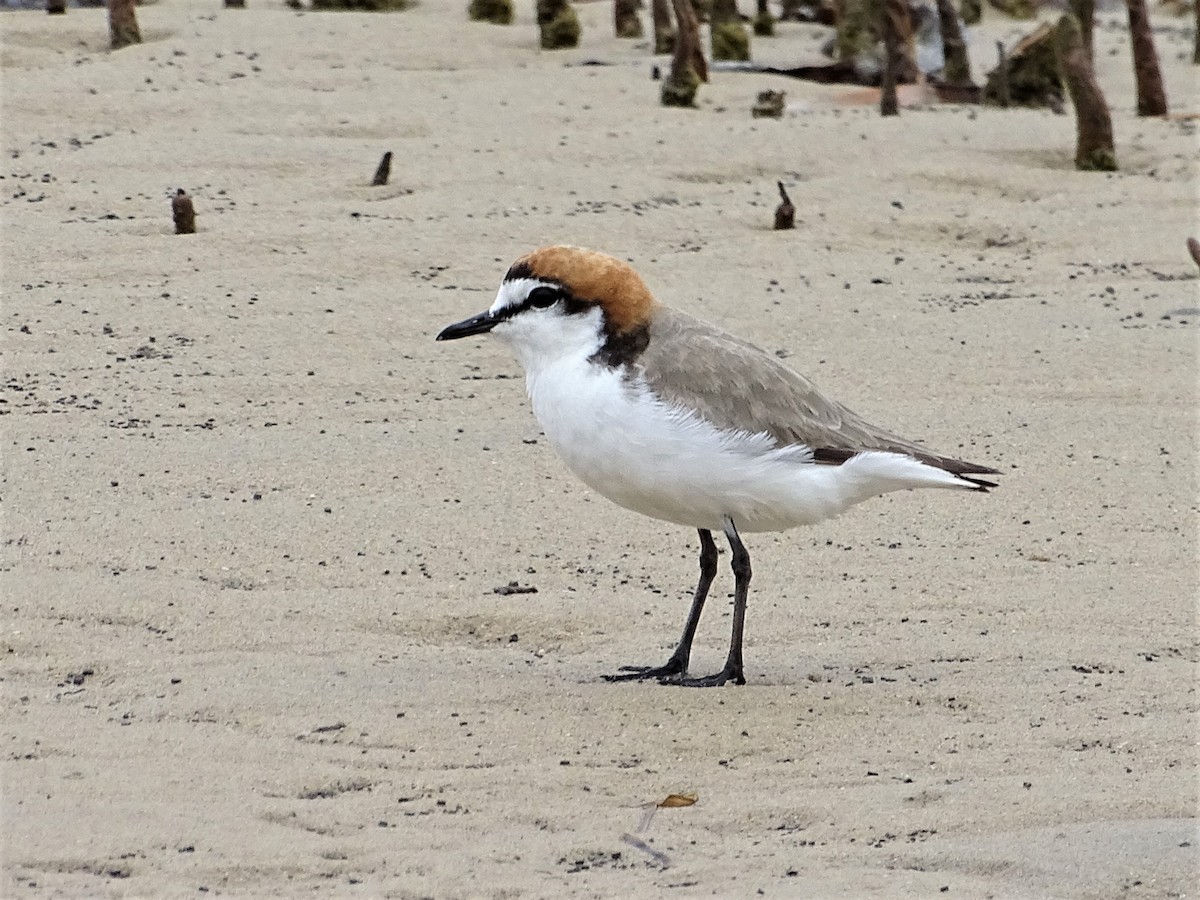 Red-capped Plover - Richard Murray