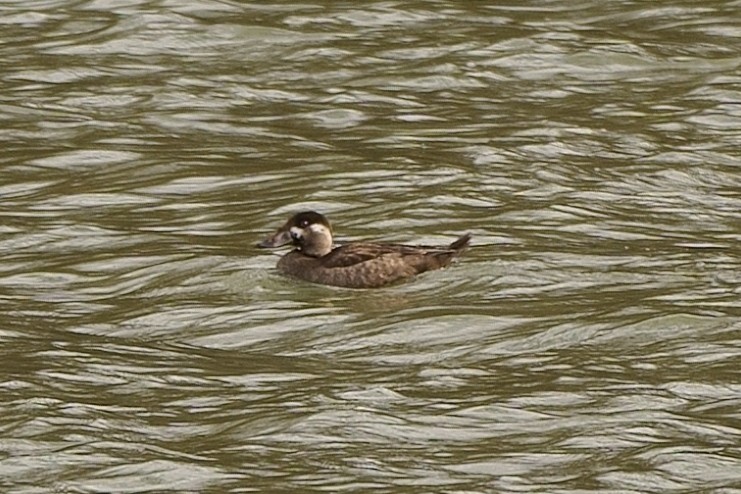 Surf Scoter - ML292977881