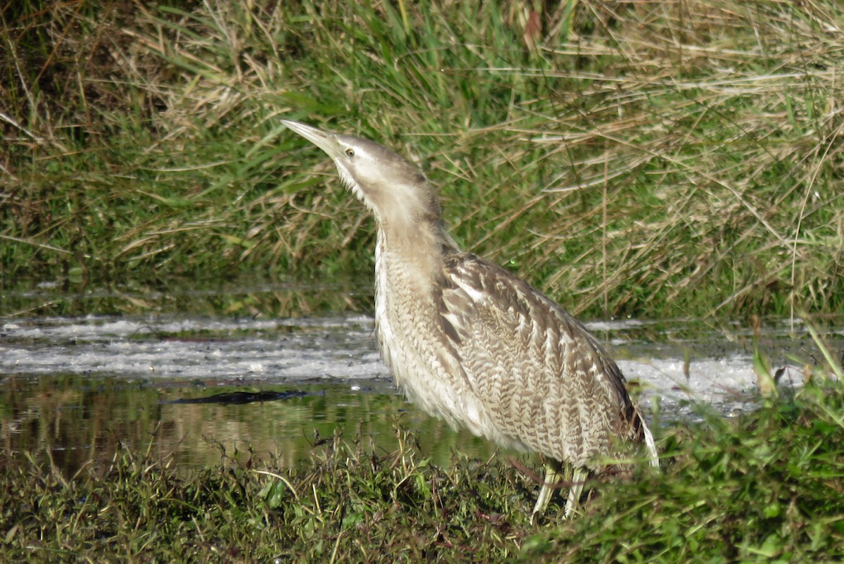 Australasian Bittern - ML292978111