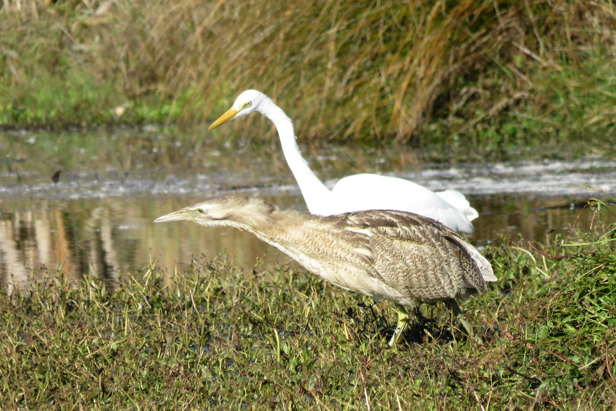 Australasian Bittern - ML292978181