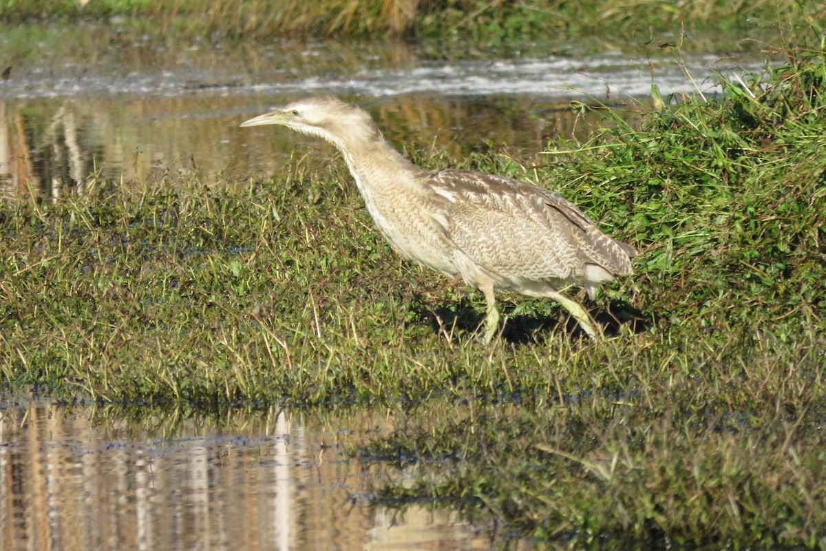 Australasian Bittern - ML292978241