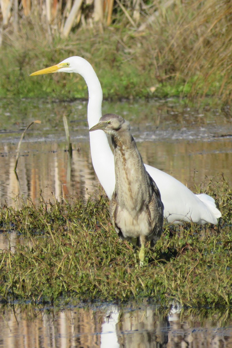 Australasian Bittern - ML292978371