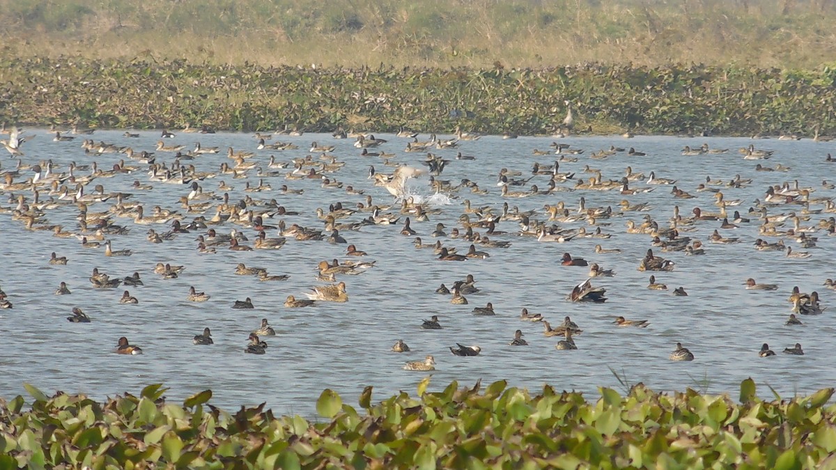 Gadwall - ML292979381