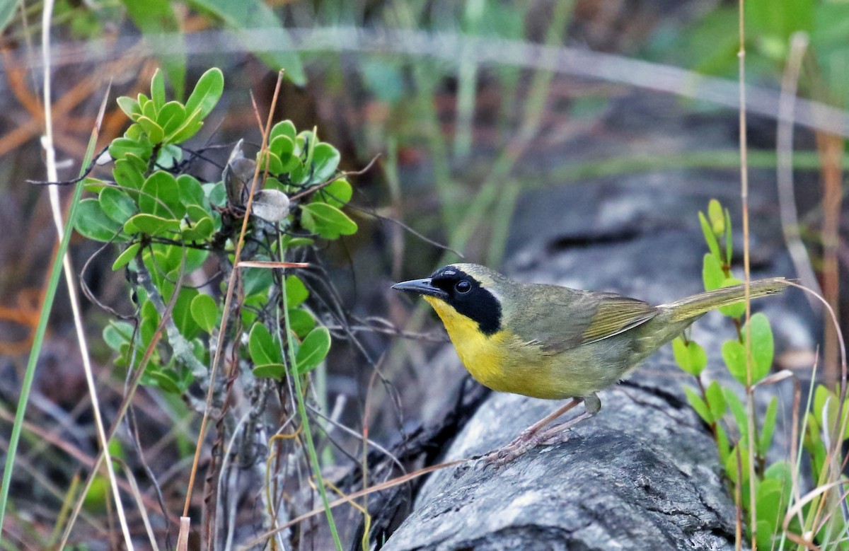 Bahama Yellowthroat - ML29297981