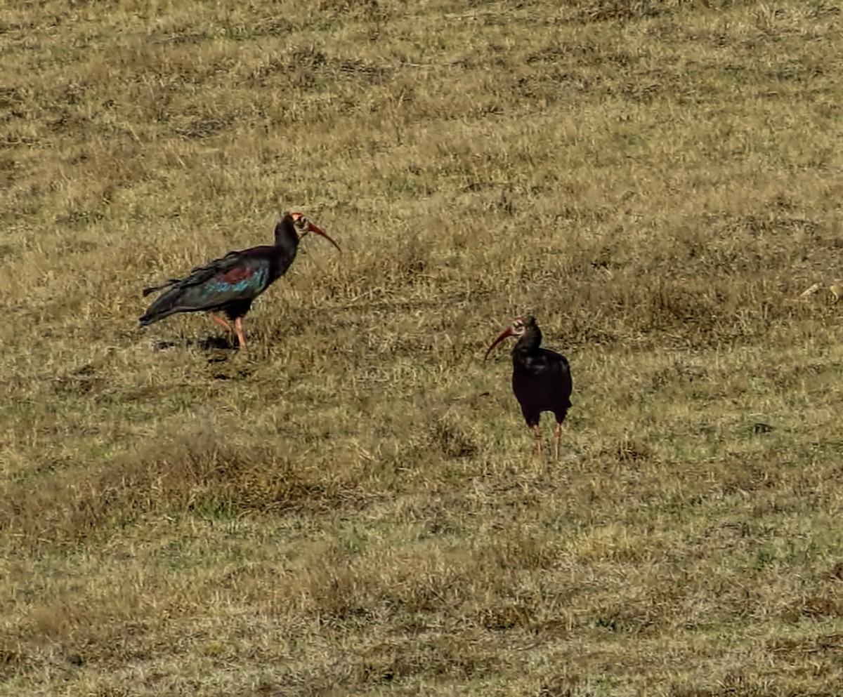 Southern Bald Ibis - Joelle Buffa Clyde Morris