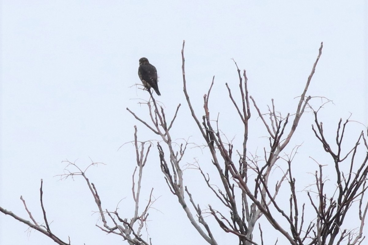 Faucon émerillon (columbarius) - ML292982131