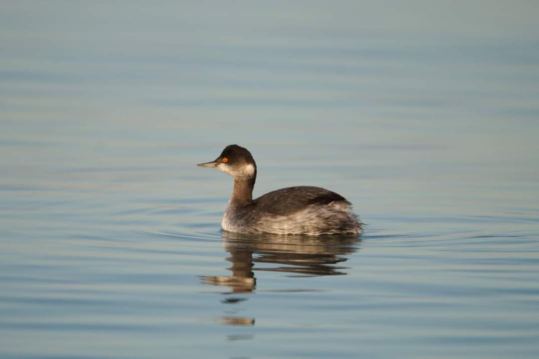 Eared Grebe - kevin keltner