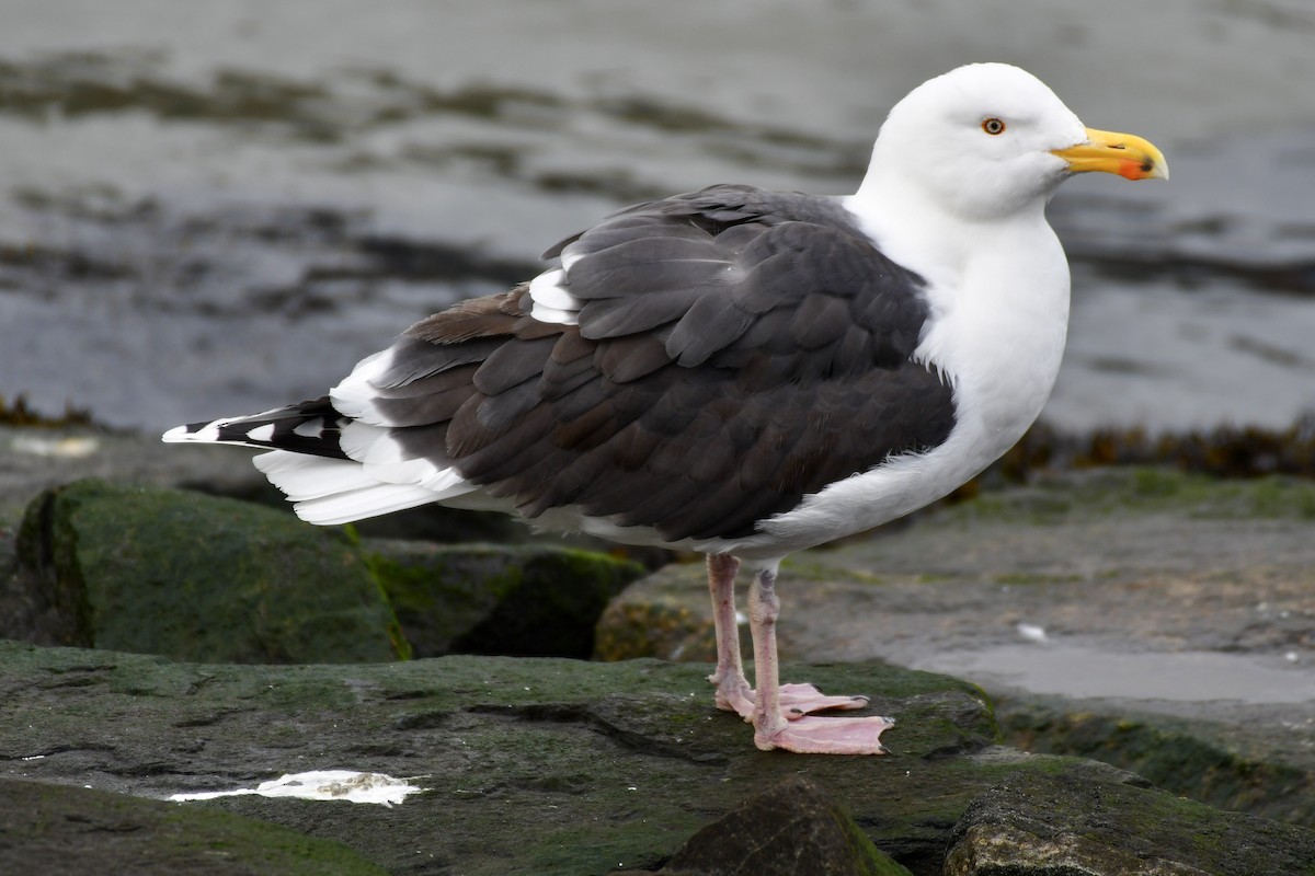 Great Black-backed Gull - ML292986891