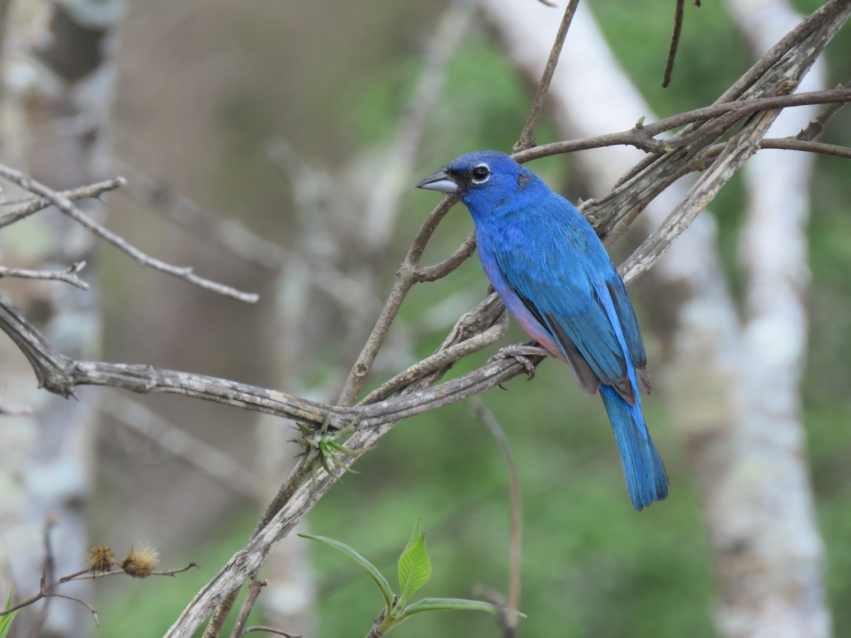 Rose-bellied Bunting - Jan Hansen