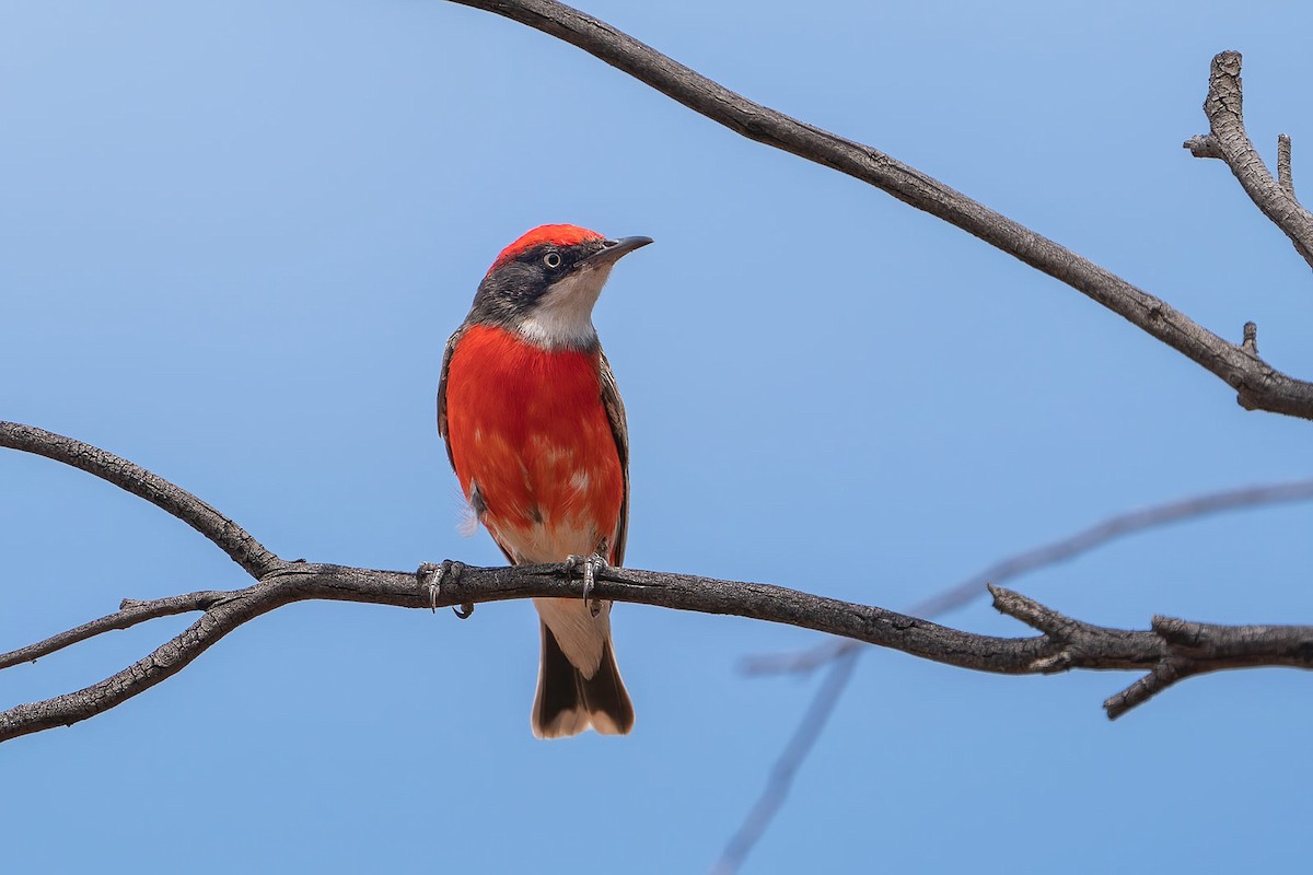 Crimson Chat - Richard Hall