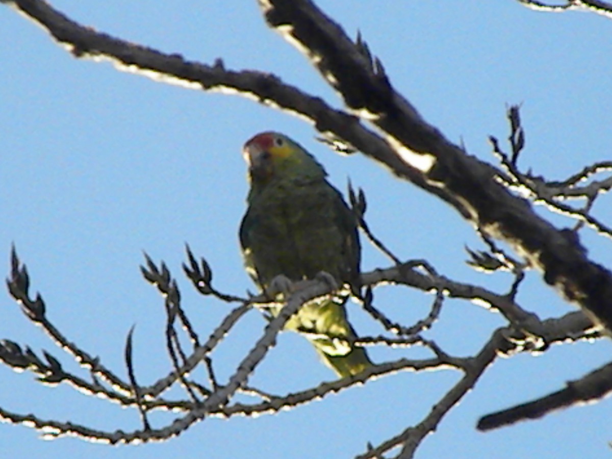 Red-lored Parrot - ML292989221
