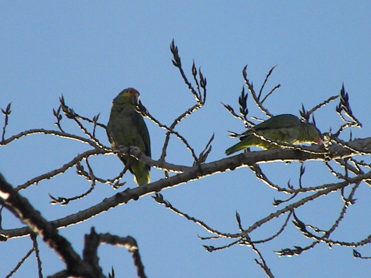 Red-lored Parrot - ML292989231