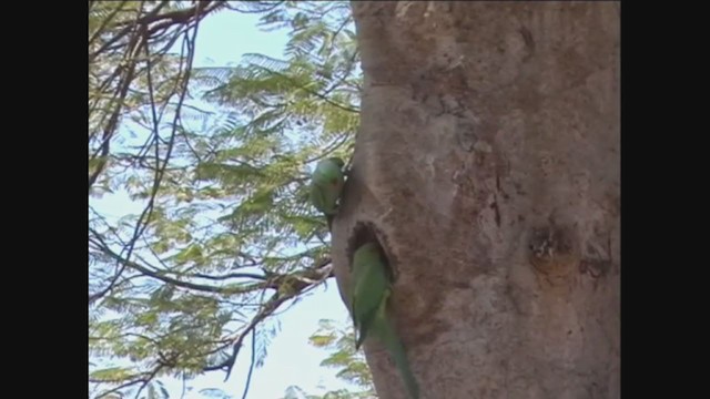 Rose-ringed Parakeet - ML292991551