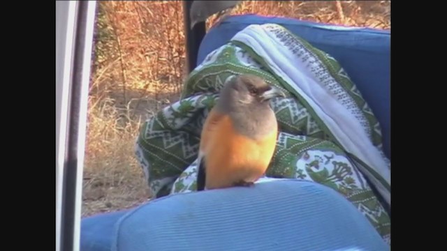 Rufous Treepie - ML292991561