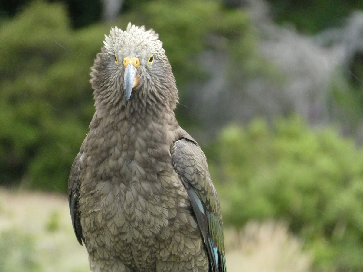 Kea - ML292992641